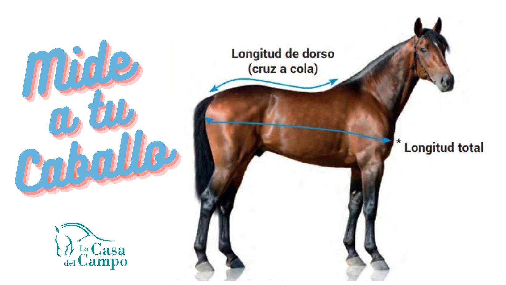 ¿CÓMO SABER LA TALLA DE MANTA QUE NECESITA MI CABALLO?