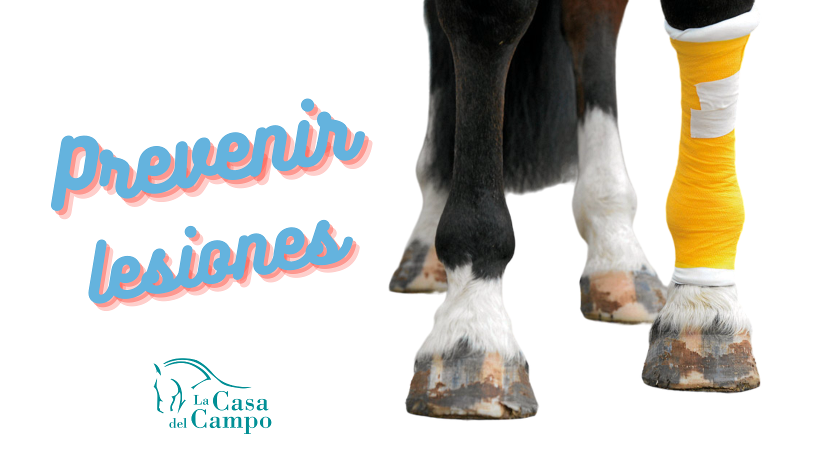 Guía práctica: Cómo prevenir lesiones en caballos durante el ejercicio y el entrenamiento